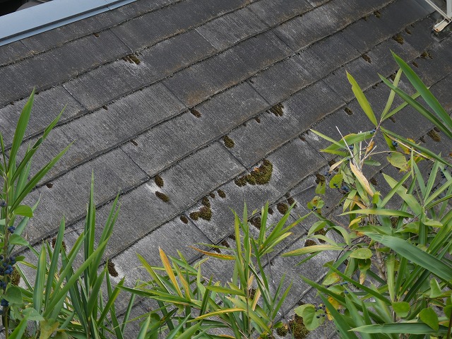 飯田市：スレート屋根が劣化して苔が付着している様子