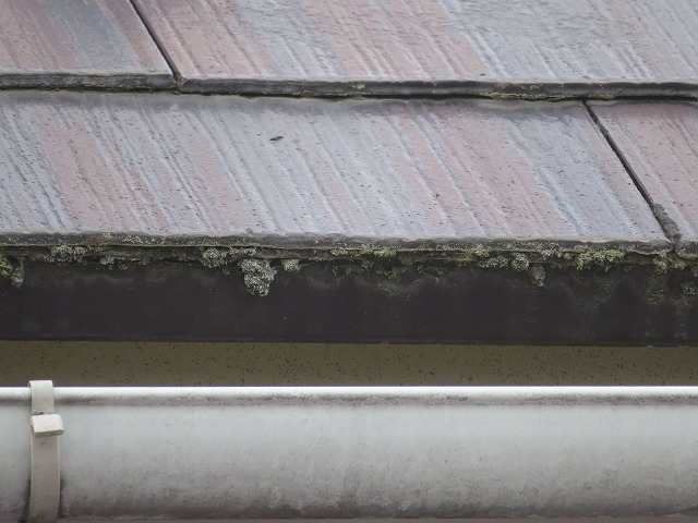 上伊那郡宮田村：スレート屋根の先端に苔が付着している様子