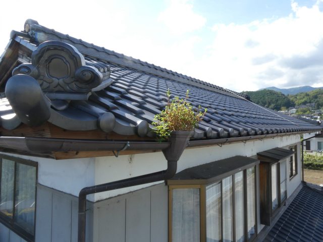 高森町F邸_雨樋から植物が生えています